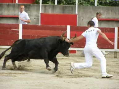 Course Camarguaise aux arènes