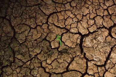 a plant sprouts out of the cracks of a dry, cracked surface
