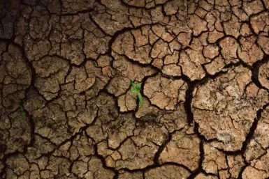 a plant sprouts out of the cracks of a dry, cracked surface