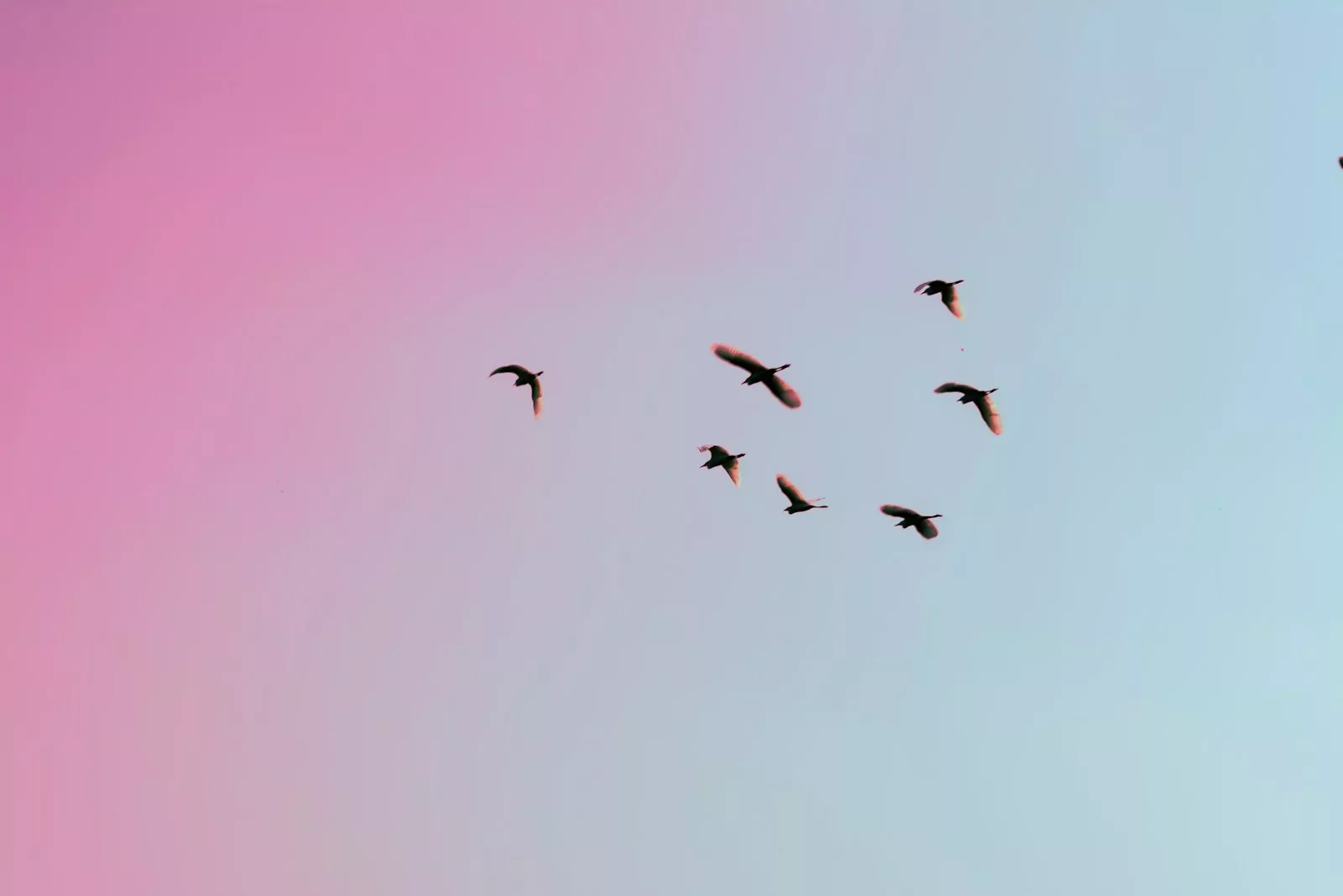 photo of birds flying up in the skiy