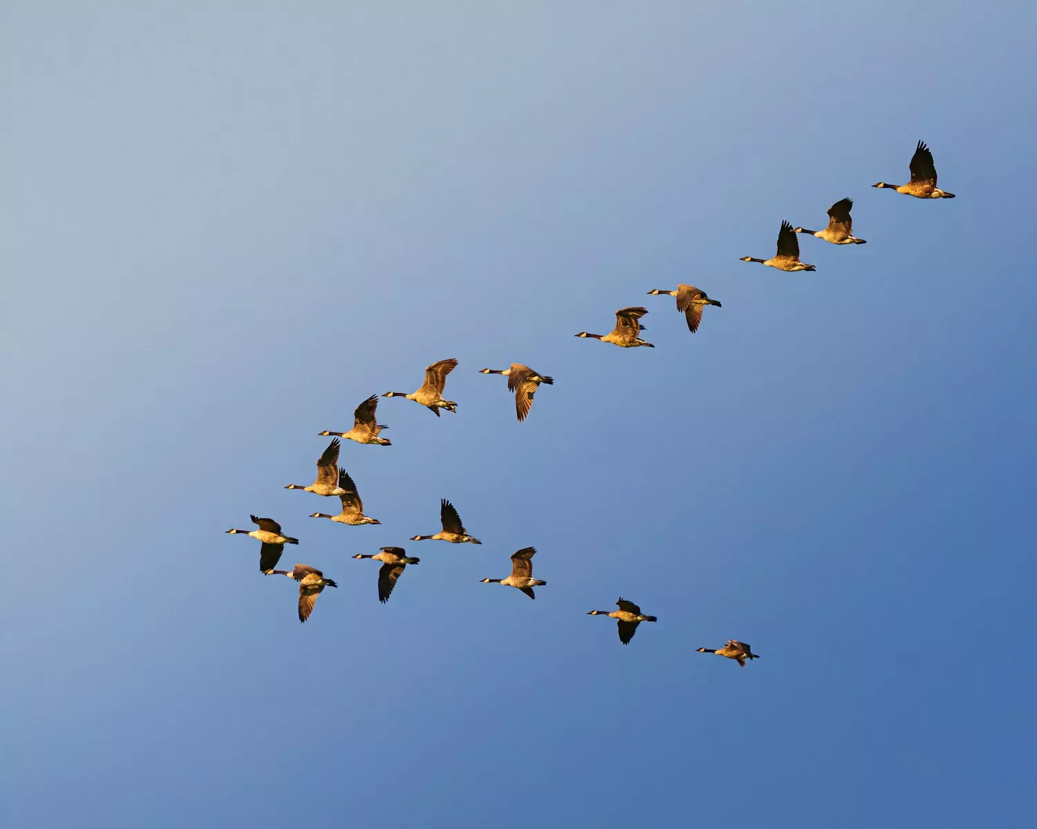 Geese flying in v formation against blue sky