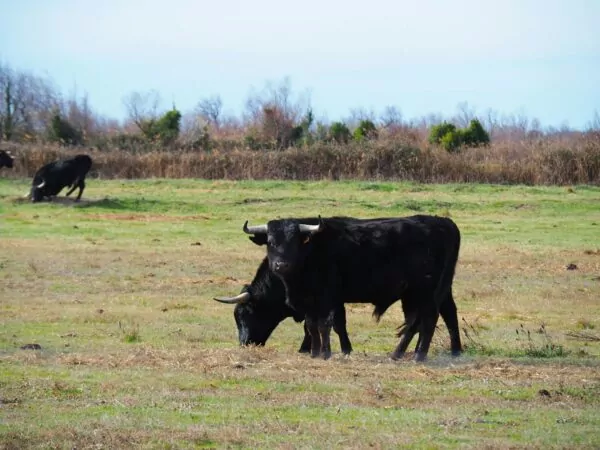 a herd of cattle standing on top of a grass covered field