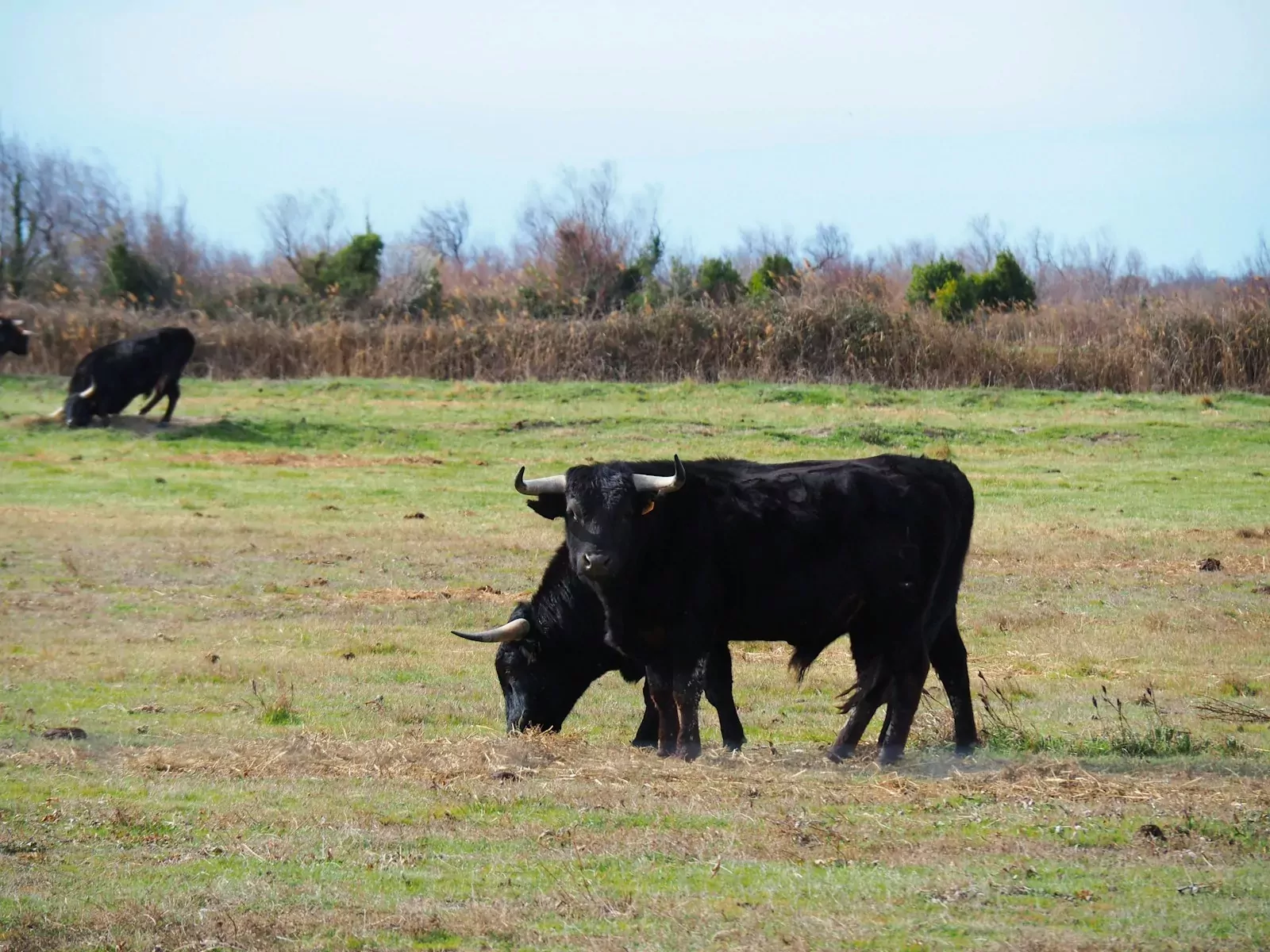 a herd of cattle standing on top of a grass covered field